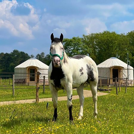 Magnolia Hoeve - Unieke Bestemming Voor Paardenliefhebbers En Bijzondere Overnachtingen In De Natuur Ledeacker Exterior foto