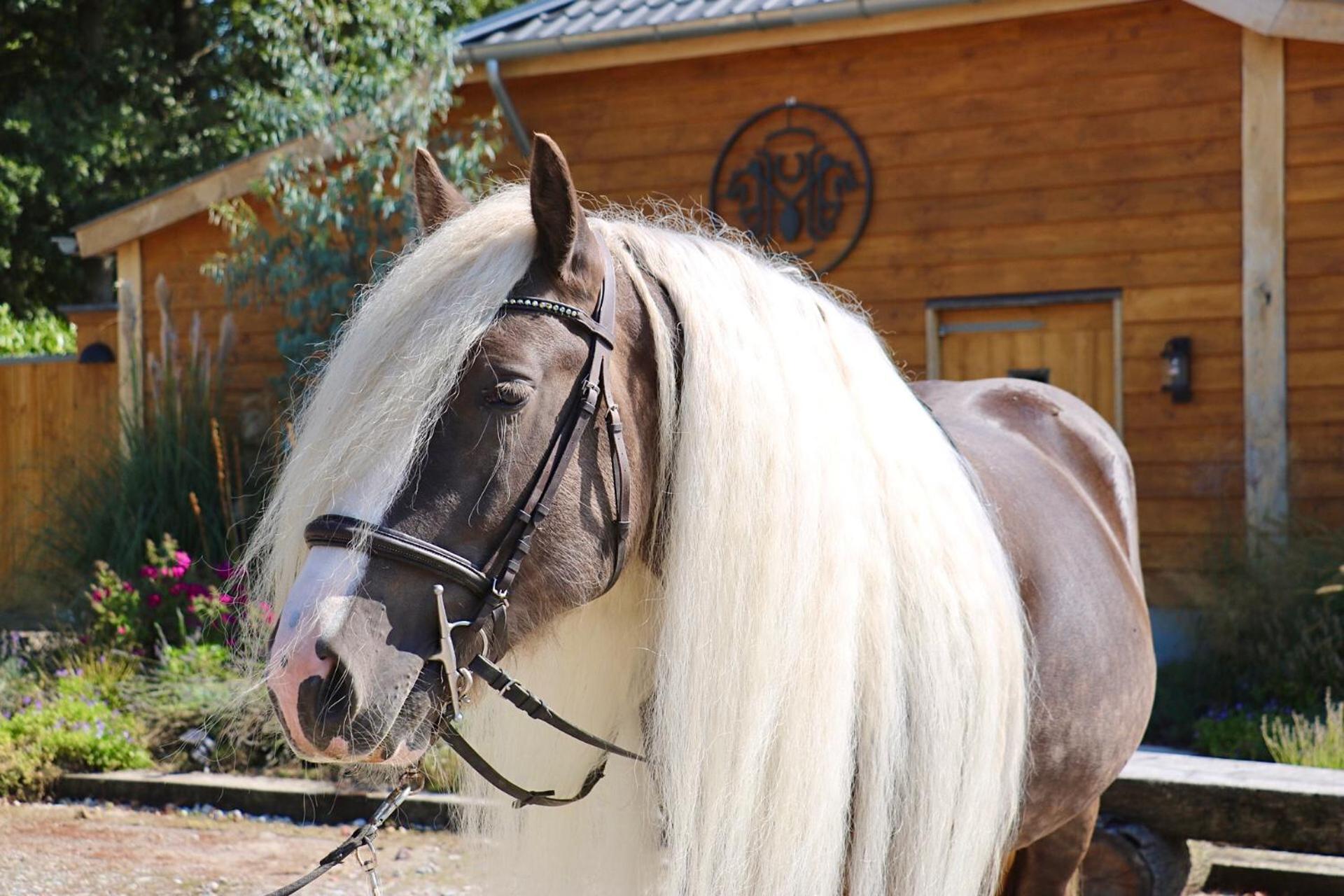 Magnolia Hoeve - Unieke Bestemming Voor Paardenliefhebbers En Bijzondere Overnachtingen In De Natuur Ledeacker Exterior foto