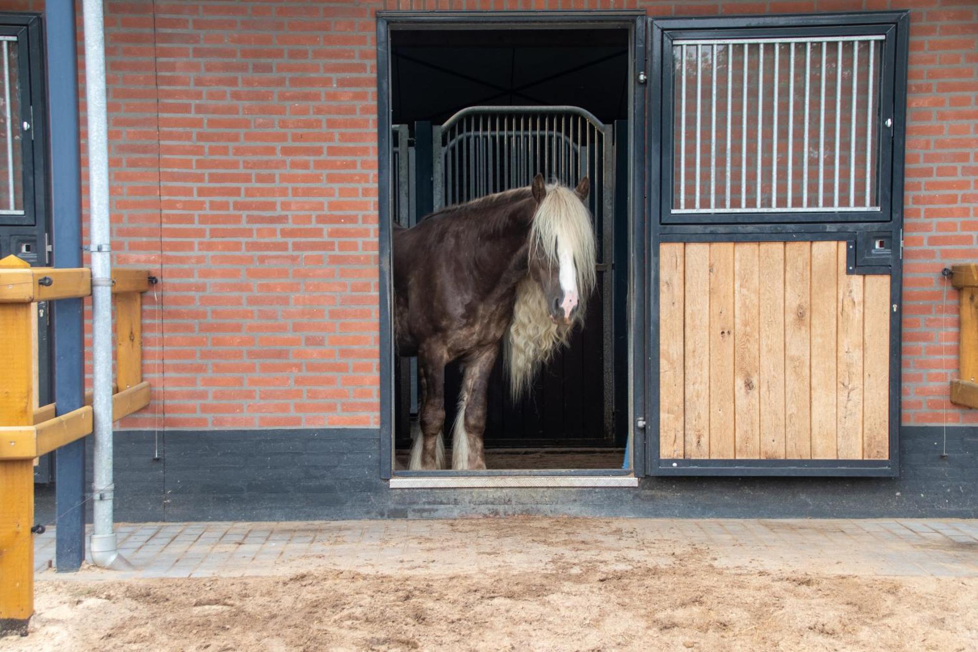 Magnolia Hoeve - Unieke Bestemming Voor Paardenliefhebbers En Bijzondere Overnachtingen In De Natuur Ledeacker Exterior foto