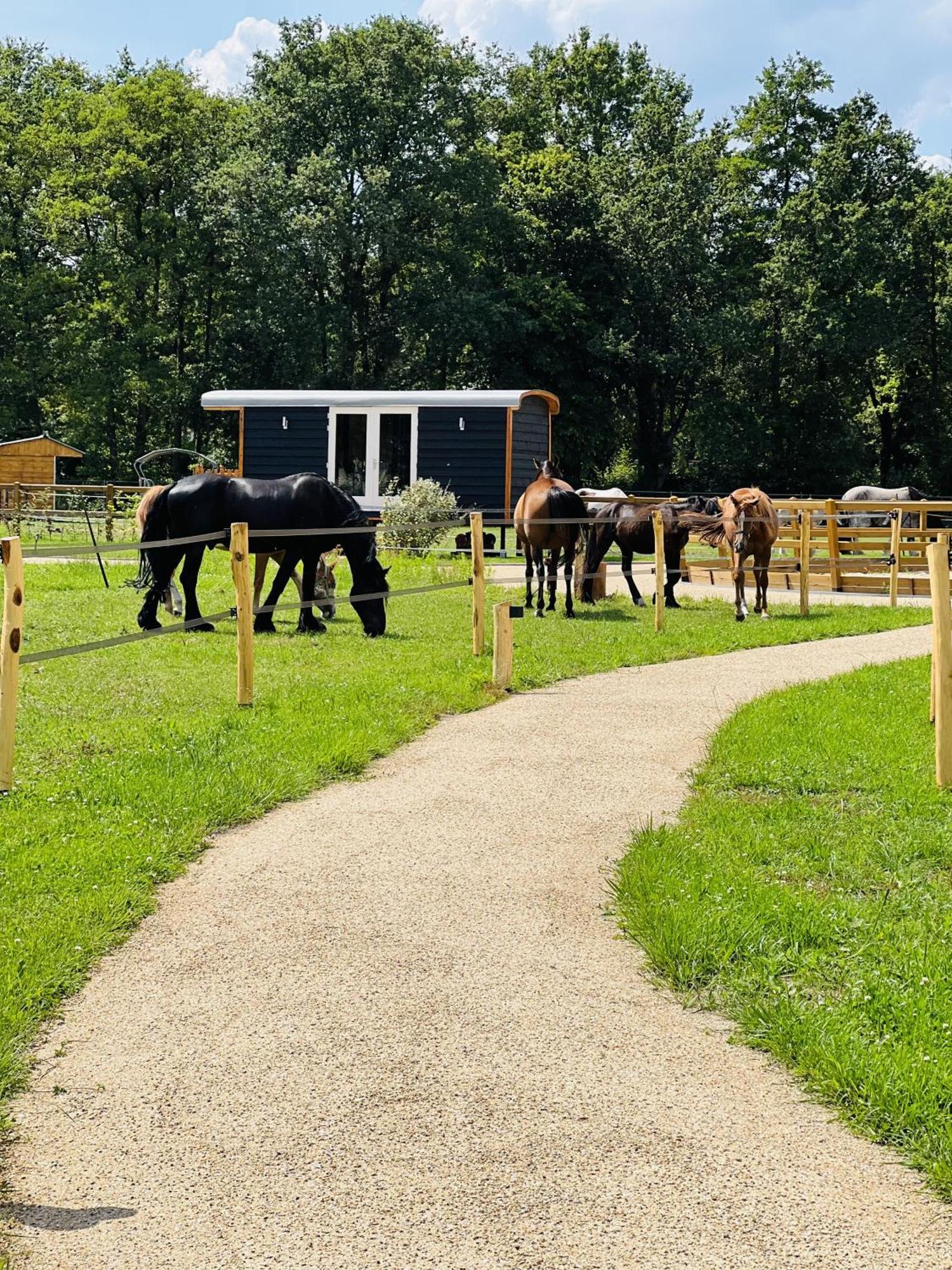 Magnolia Hoeve - Unieke Bestemming Voor Paardenliefhebbers En Bijzondere Overnachtingen In De Natuur Ledeacker Exterior foto