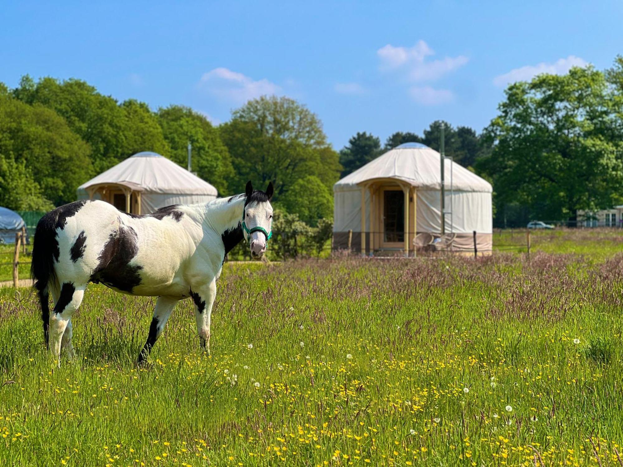 Magnolia Hoeve - Unieke Bestemming Voor Paardenliefhebbers En Bijzondere Overnachtingen In De Natuur Ledeacker Exterior foto